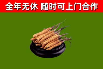 罗山县回收冬虫夏草
