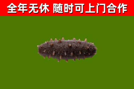 罗山县回收海参干